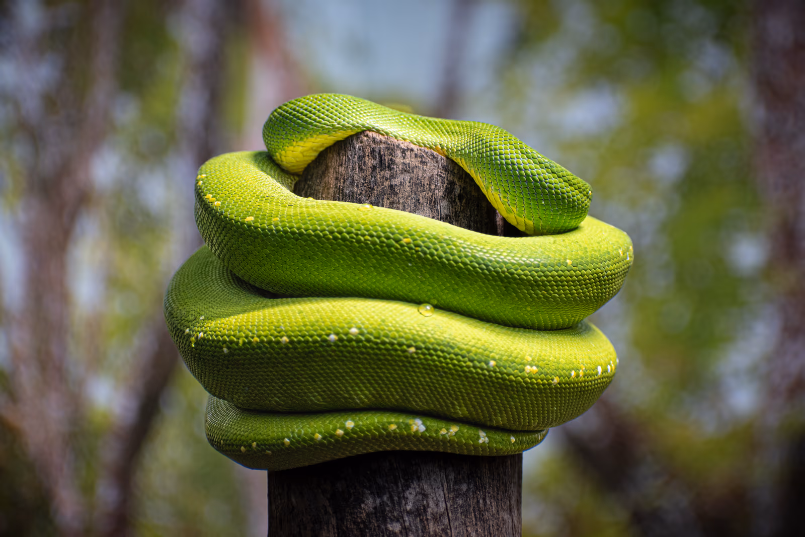 Green Tree Python