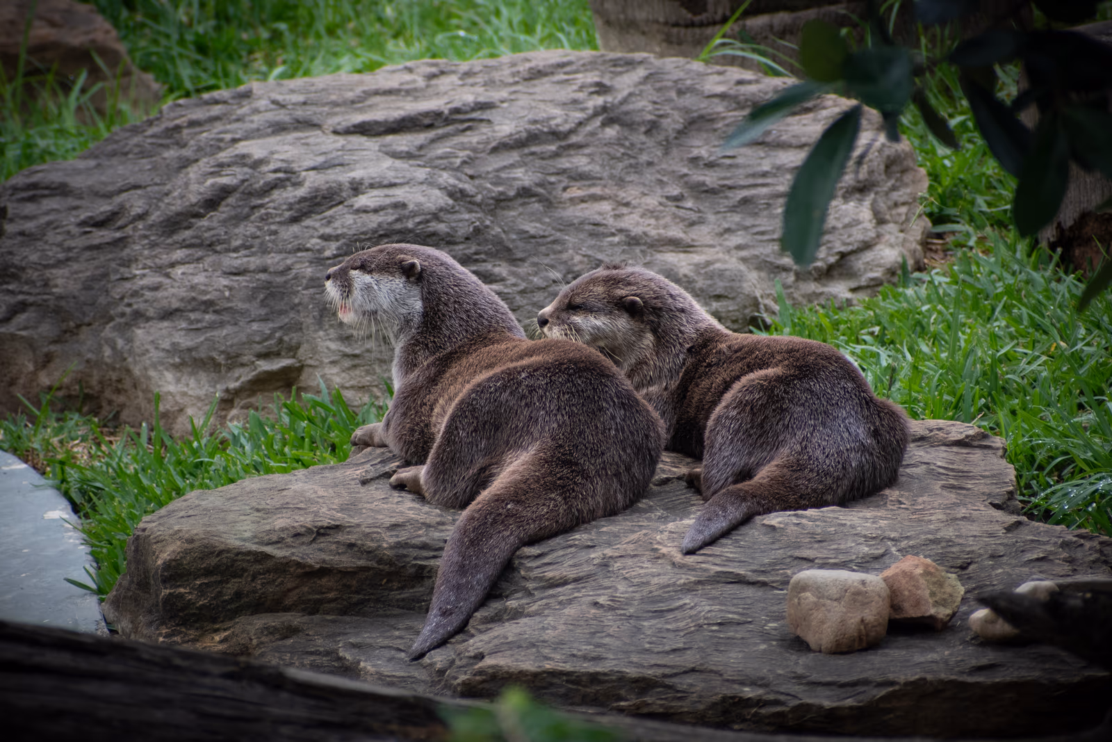 Otter Pair