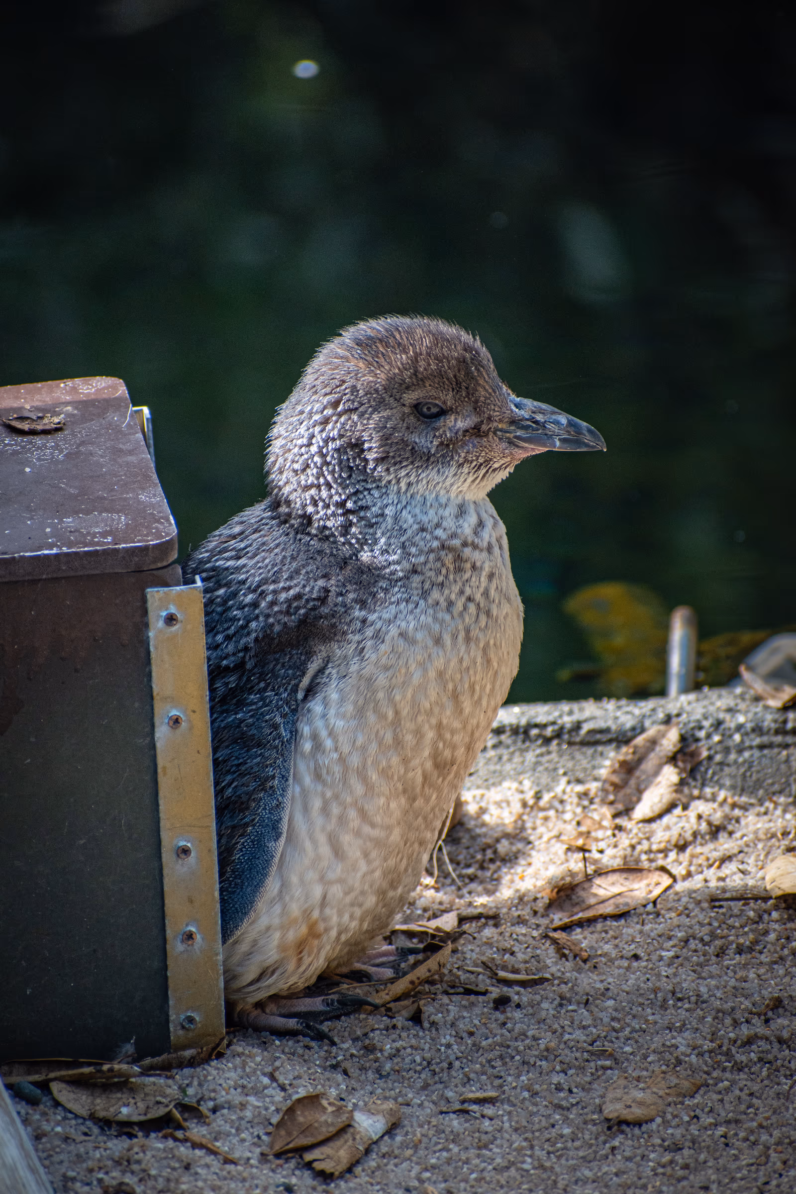 Little Penguin
