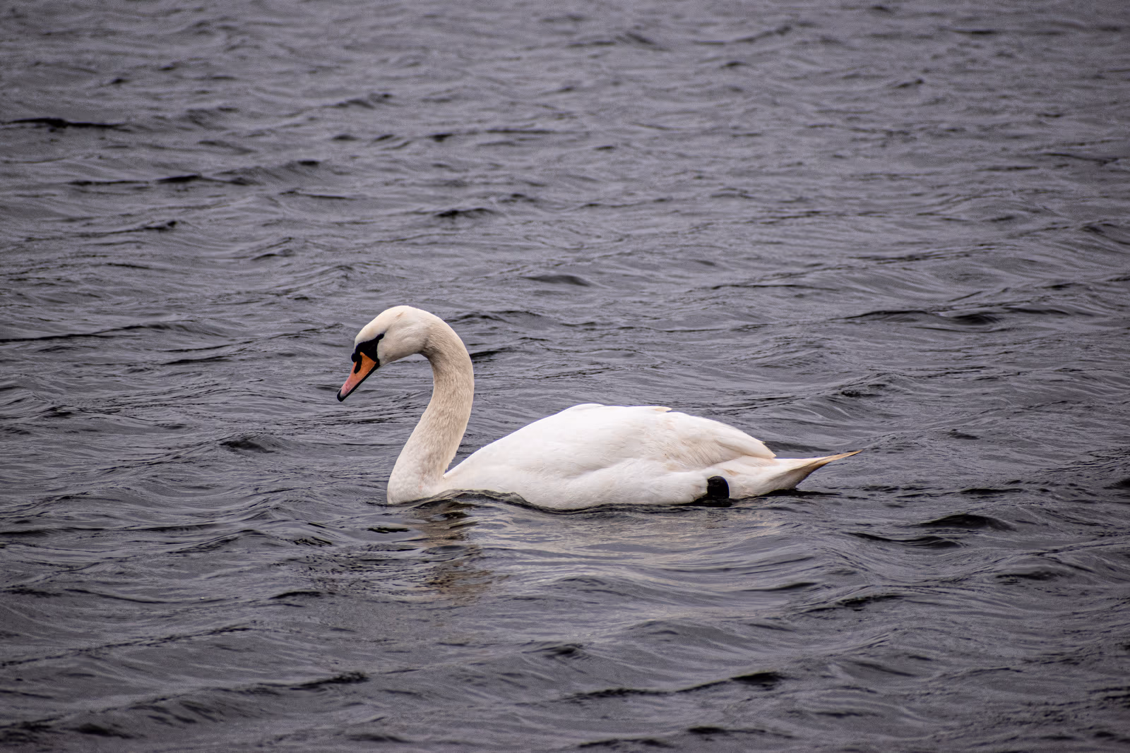 Mute Swan