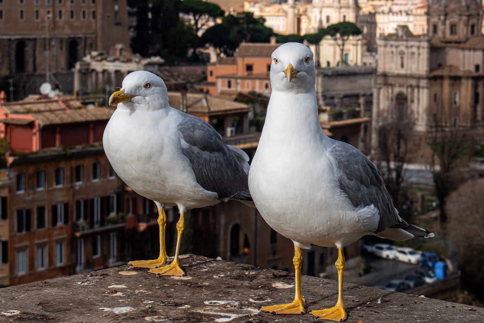 Gulls over Rome