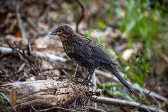 Young Blackbird