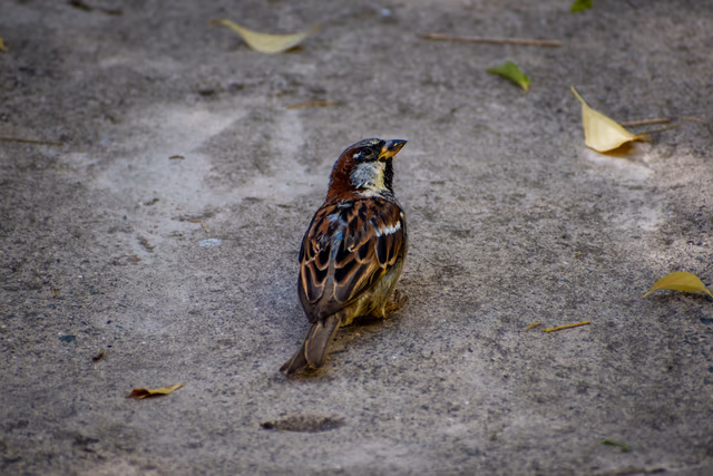 House Sparrow