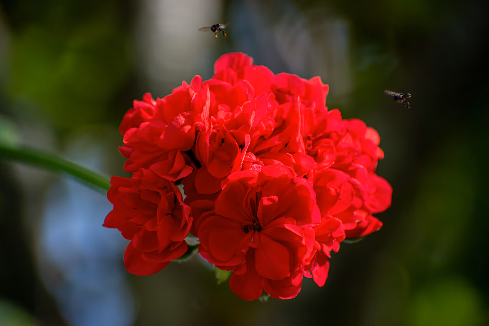 Geranium and Hoverflies