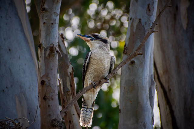 Laughing Kookaburra