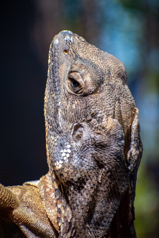 Frilled-neck Lizard