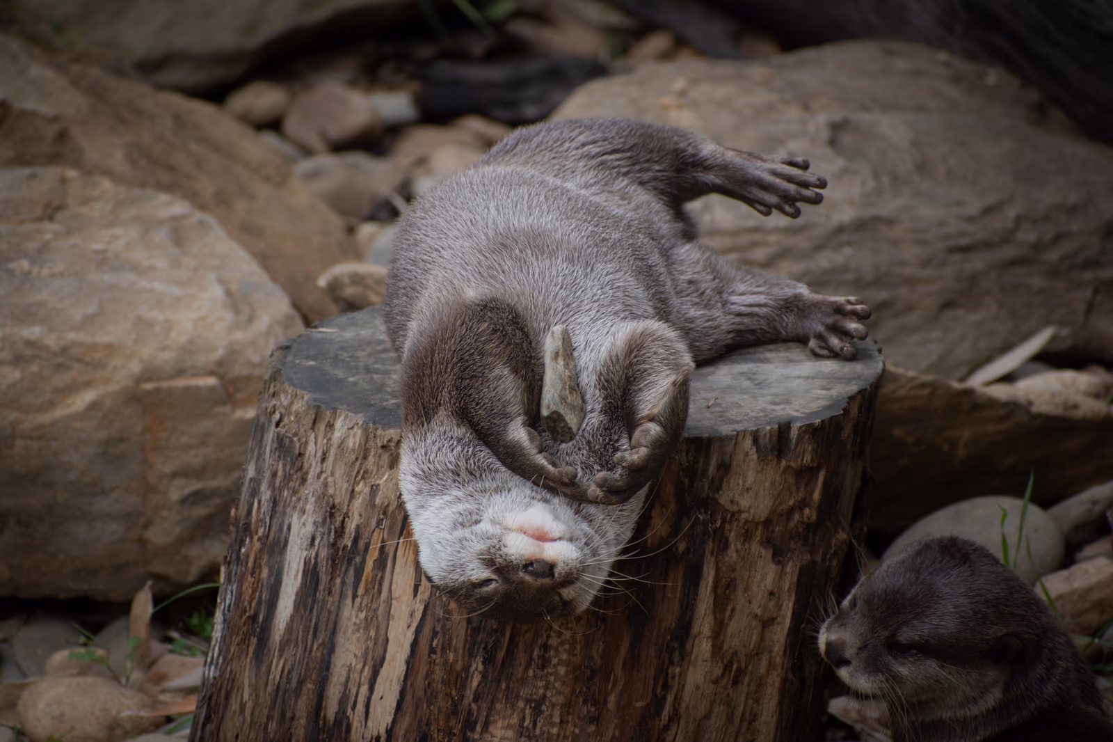 Otters Resting