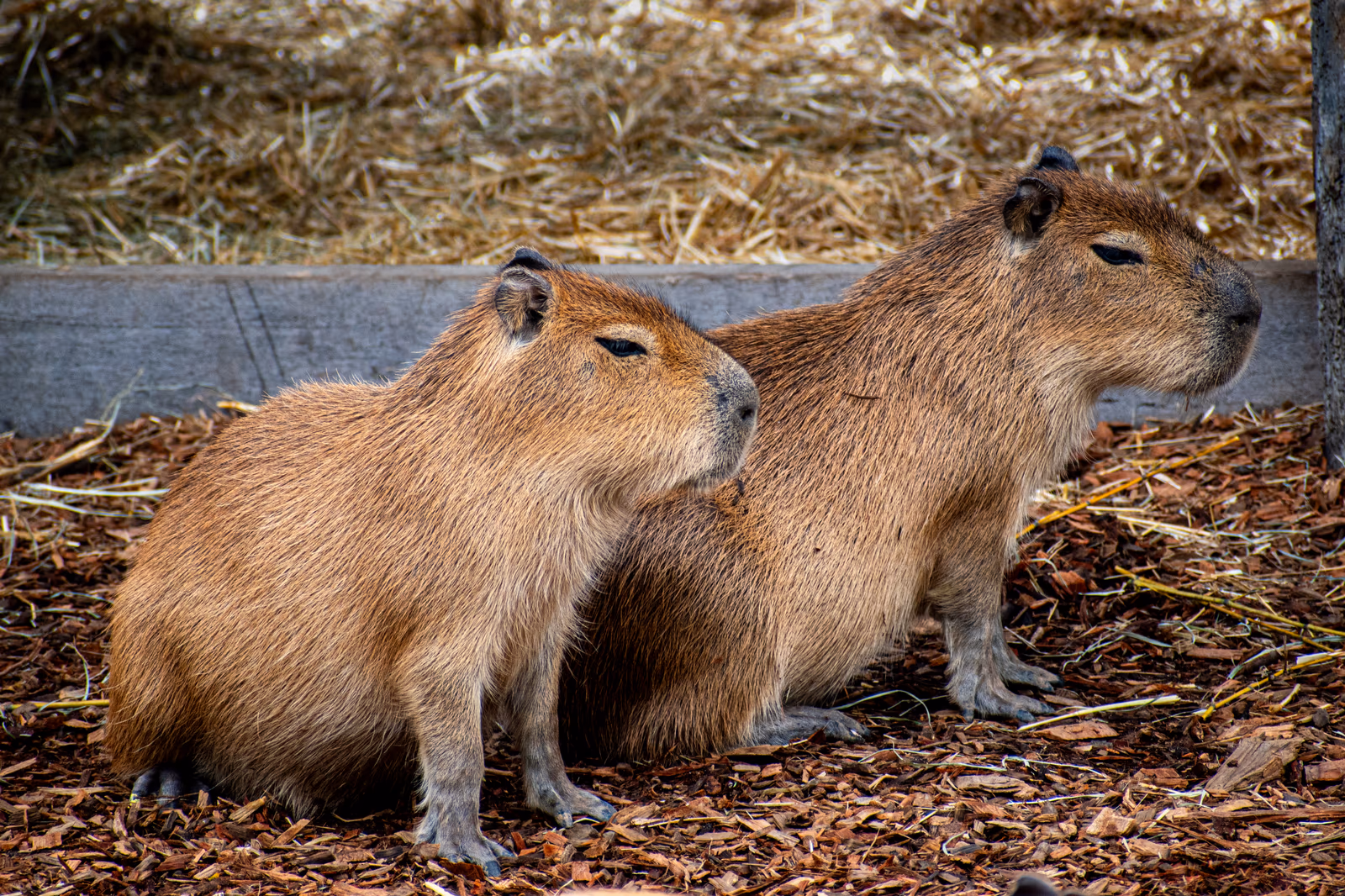 Capybara Pair